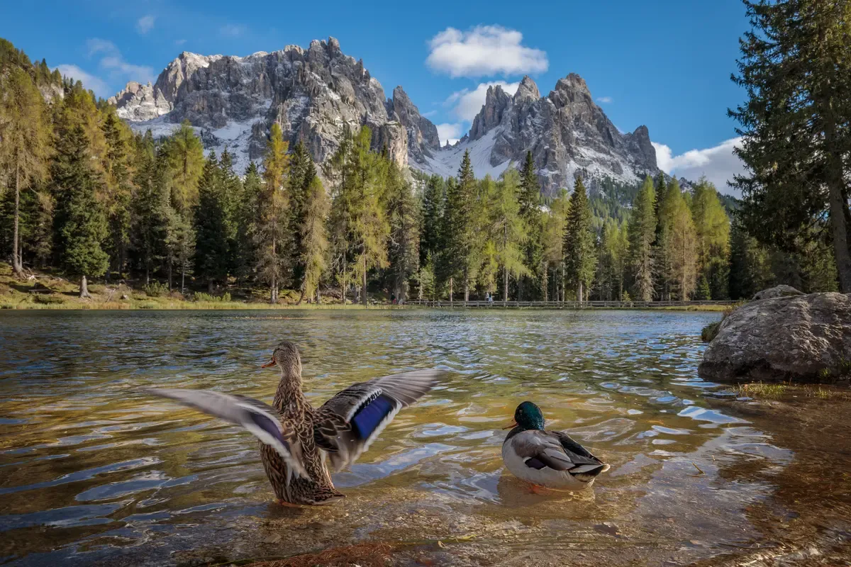 Two mallards at the shore of Lake Antorno with the Cadini di Misurina peaks behind
